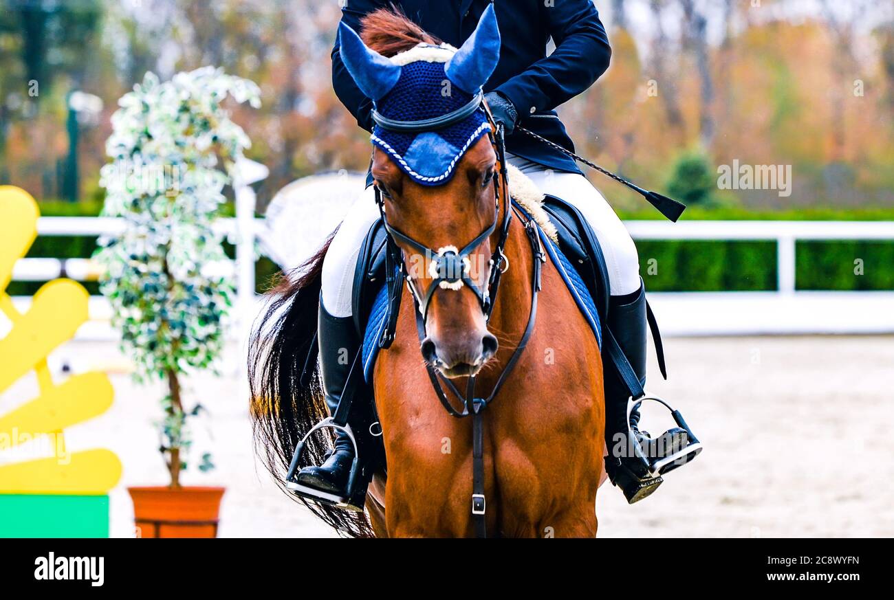 Cavallo e cavaliere in uniforme che si esibiscono in un salto alla gara di salto show. Banner orizzontale Horse per il design dell'intestazione del sito Web. Background sportivo equestre Foto Stock