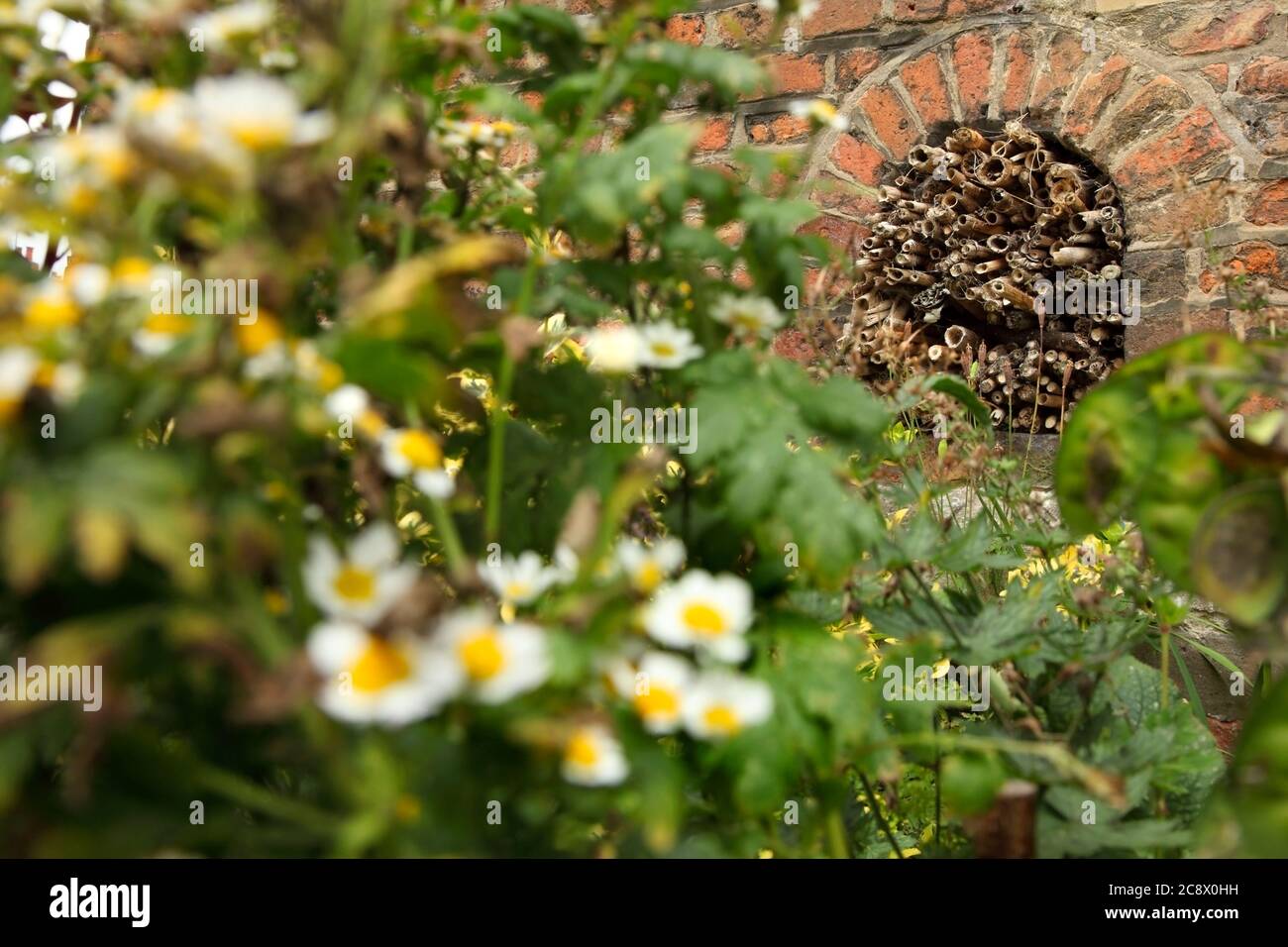 Hotel di insetti e insetti in muraglia di mattoni accanto a fiori selvatici. Foto Stock