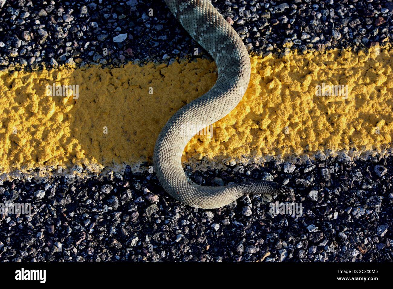 Rattlesnake morto sulla linea gialla dell'autostrada Foto Stock