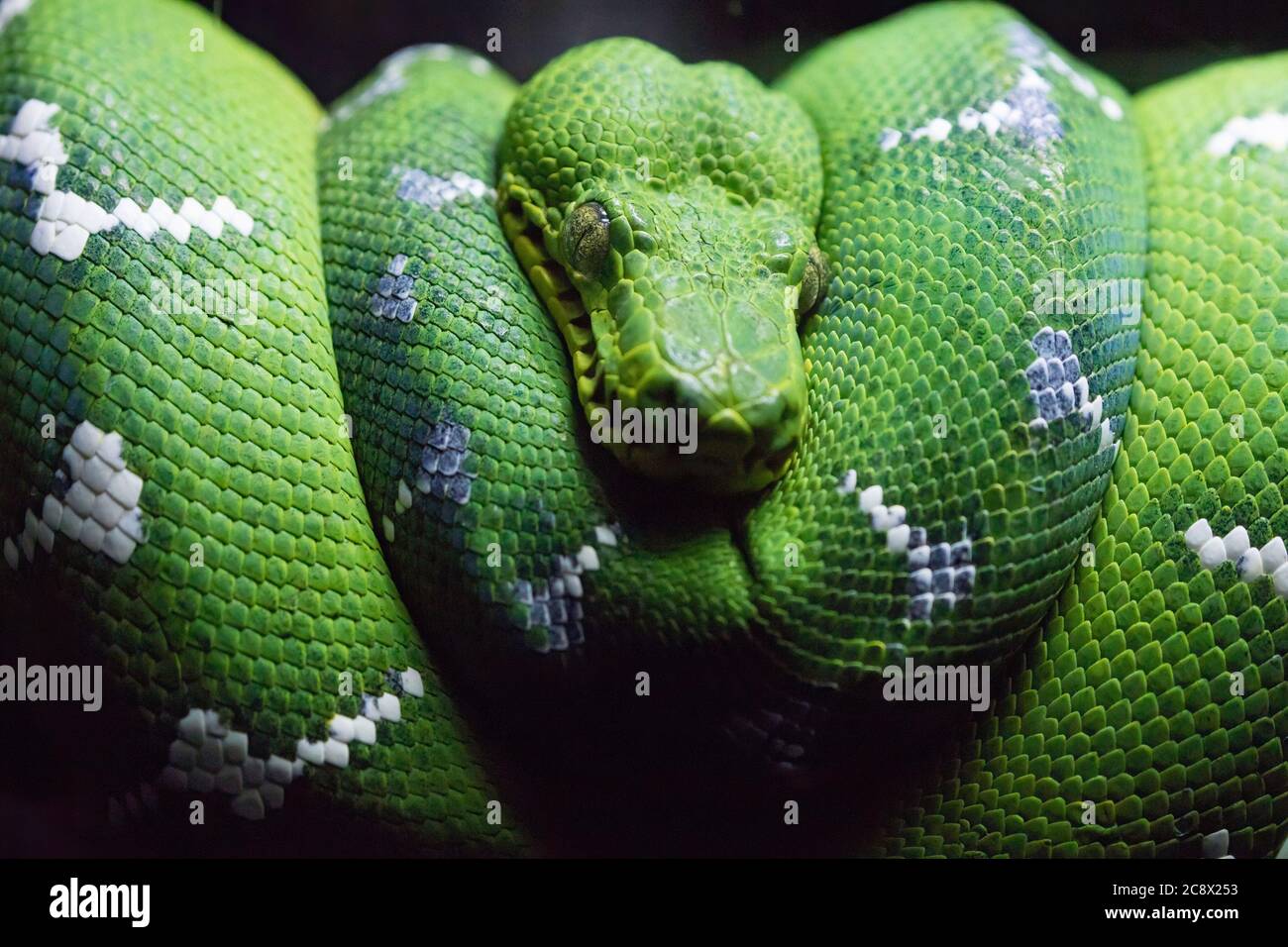 Emerald Tree Boa 2 Acquario Nazionale 2019 Foto Stock