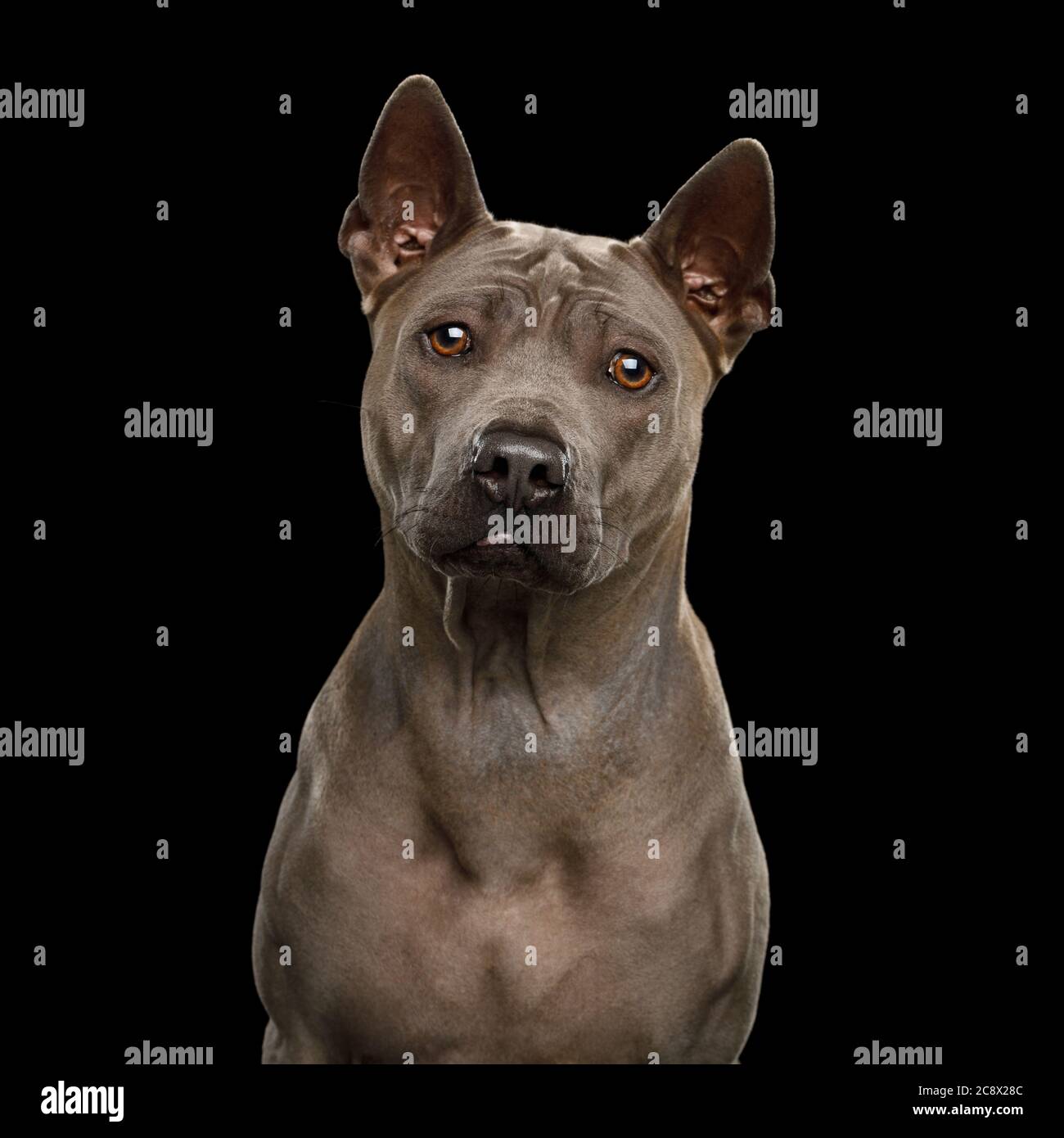 Carino Ritratto di Thai Ridgeback cane su isolato sfondo nero Foto Stock