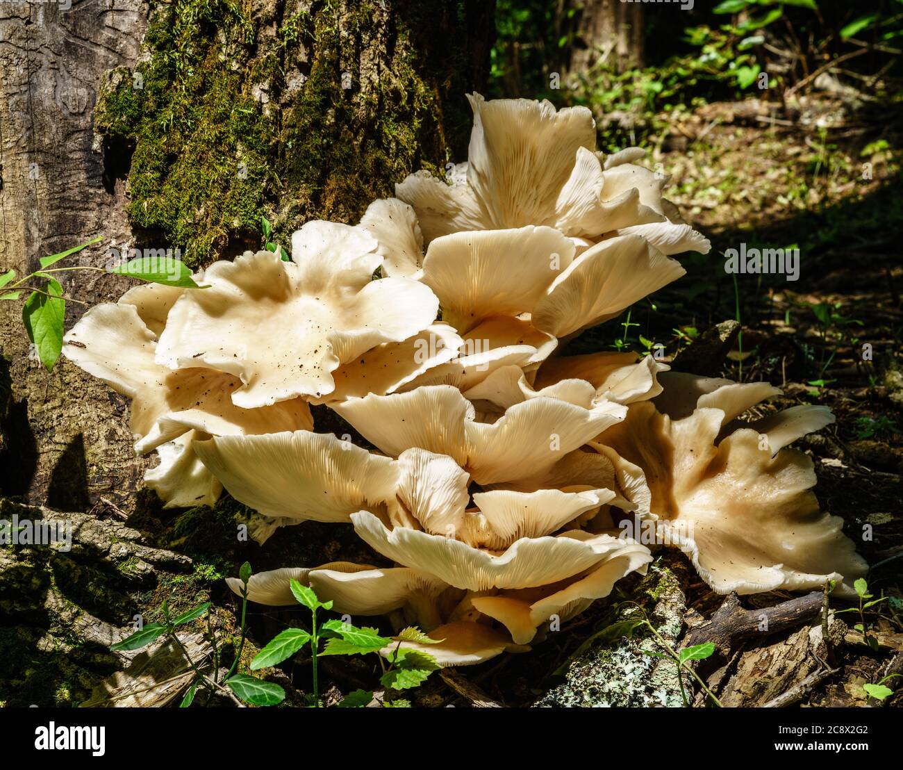 Immagine ravvicinata di un fungo di legno o di un polporales in una foresta nel Kentucky centrale Foto Stock