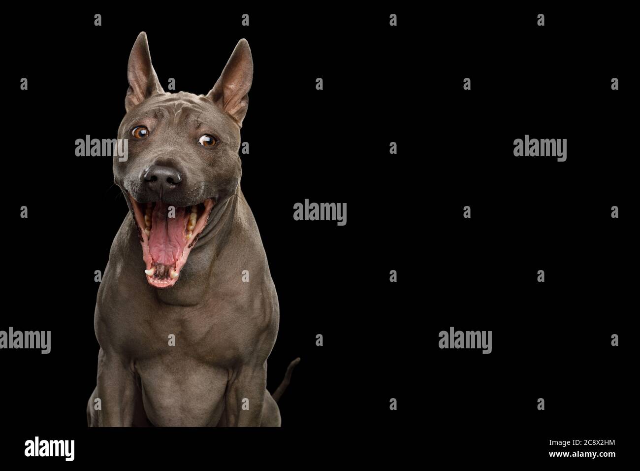 Divertente Ritratto di Thai Ridgeback Dog stupore con bocca aperta su sfondo nero isolato Foto Stock