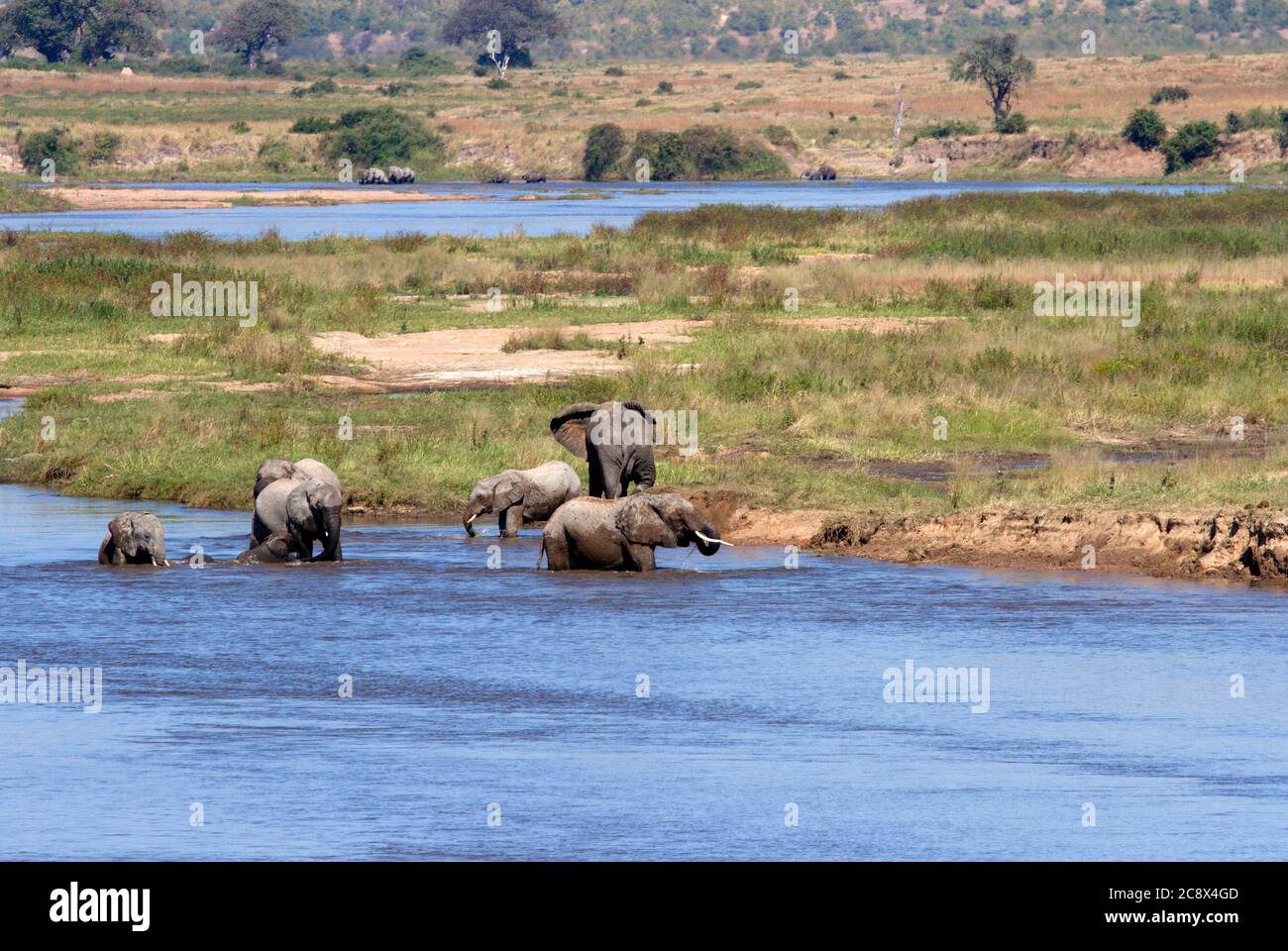 Allevate mandrie di elefanti e bevete nel fiume Ruaha durante il caldo della giornata. Questo periodo è un periodo di relax e di giocosità Foto Stock