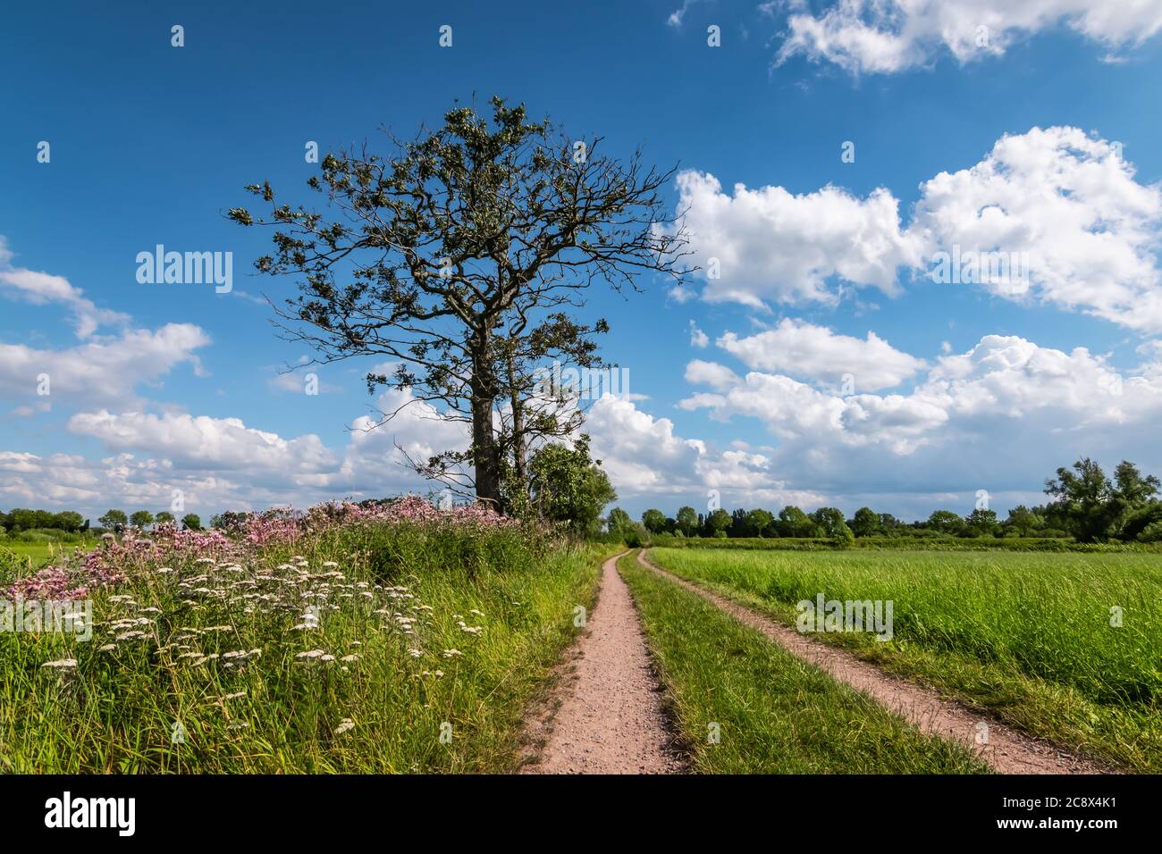 Strada di campagna attraverso il bellissimo paesaggio naturale nella Campina di Anversa del Belgio. Foto Stock