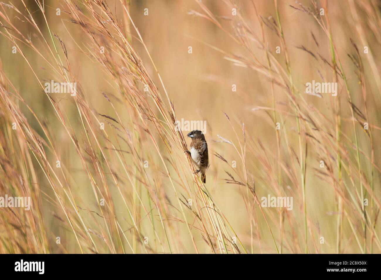 Il mannichino di bronzo o monia di bronzo (Lonchura cucullata) è un piccolo uccello passerino (cioè perching) degli Afrotropici. Questo molto sociale estrildid finc Foto Stock