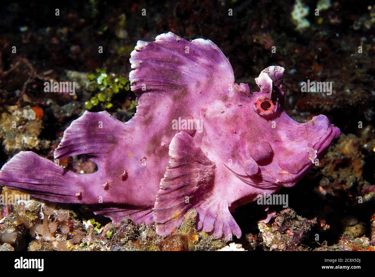 Scorpione di pesci rossi (rinopias eschmeyeri), Lembeh Strait, Sulawesi, Indonesia) Foto Stock