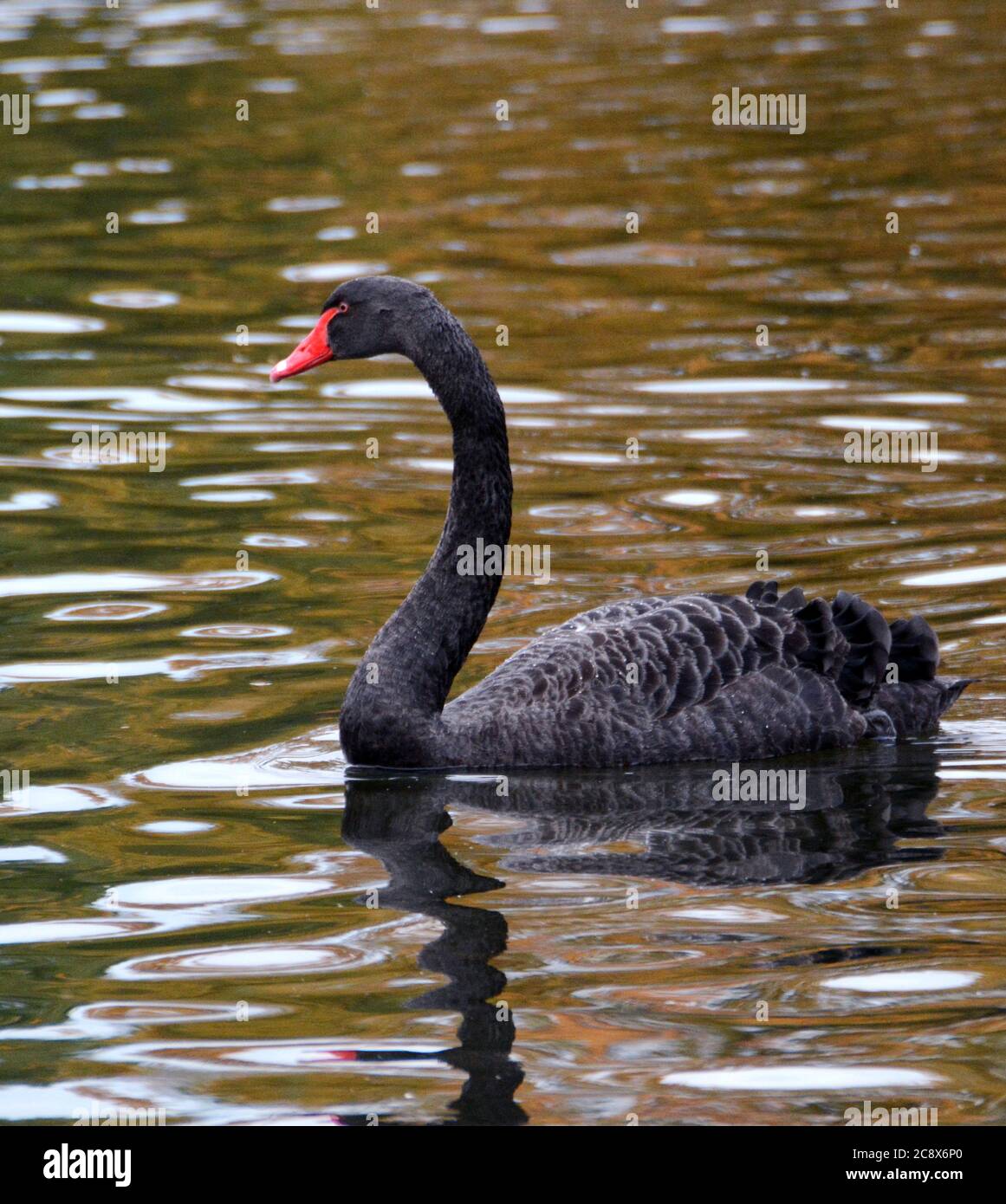 Un bel cigno nero in un lago di Saint James Park a londra. Foto Stock
