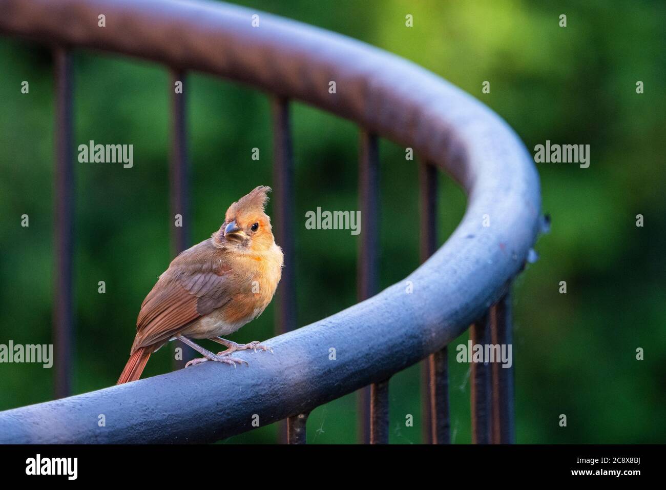 Giovane cardinale settentrionale appollaiato in un cortile Foto Stock