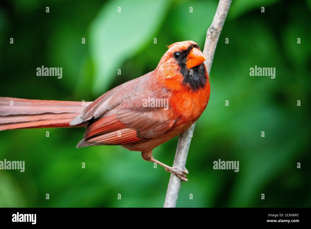 Arroccato maschio Cardinale Nord in un parco Foto Stock