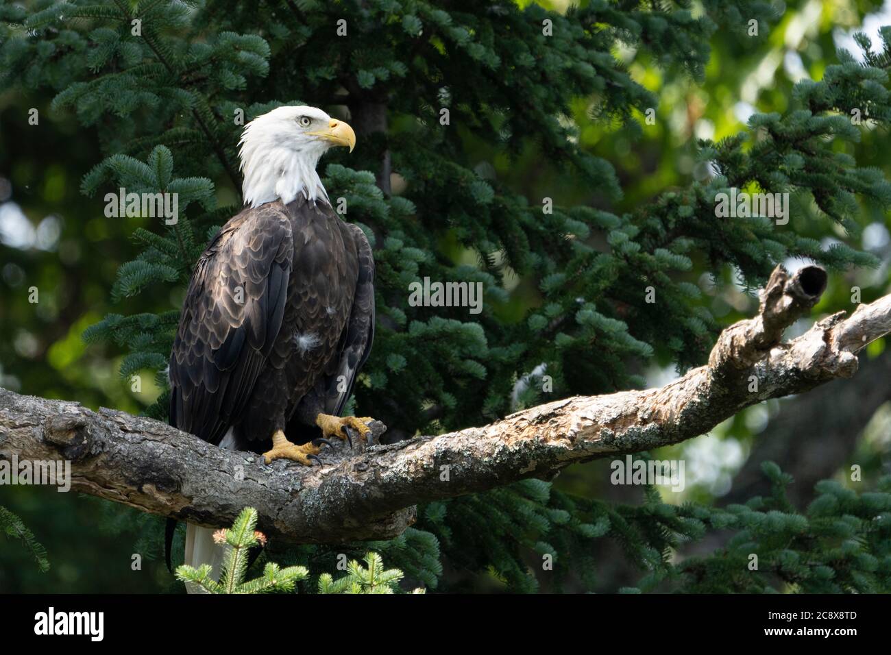 Aquila calva arroccata su un albero su un lago in un parco nazionale Foto Stock