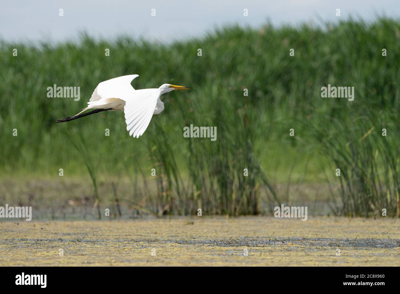 Grande Egret in volo su paludi presso il fiume San Lorenzo Foto Stock