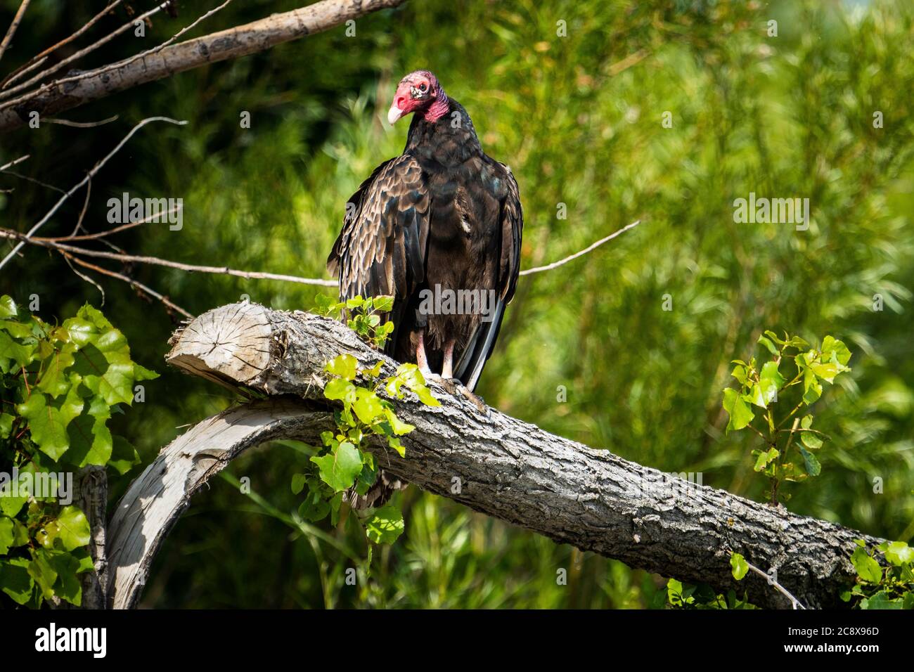 Avvoltoio tacchino arroccato su un albero vicino al fiume San Lorenzo Foto Stock