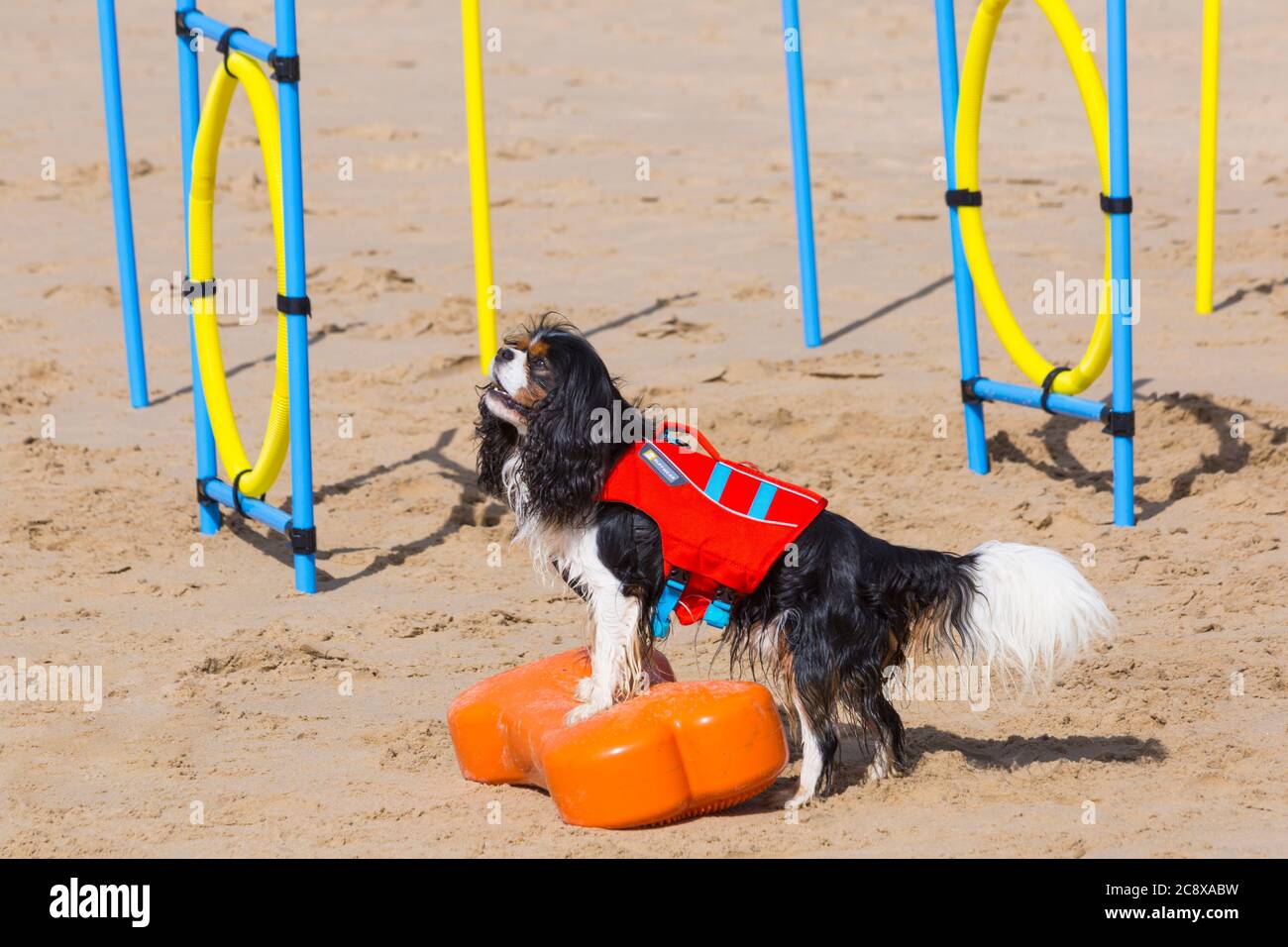 Addestramento del cane - Cavalier re Charles Spaniel cane da corso di ostacolo sulla spiaggia a Branksome Dene Chine, Poole, Dorset, Regno Unito nel mese di luglio Foto Stock