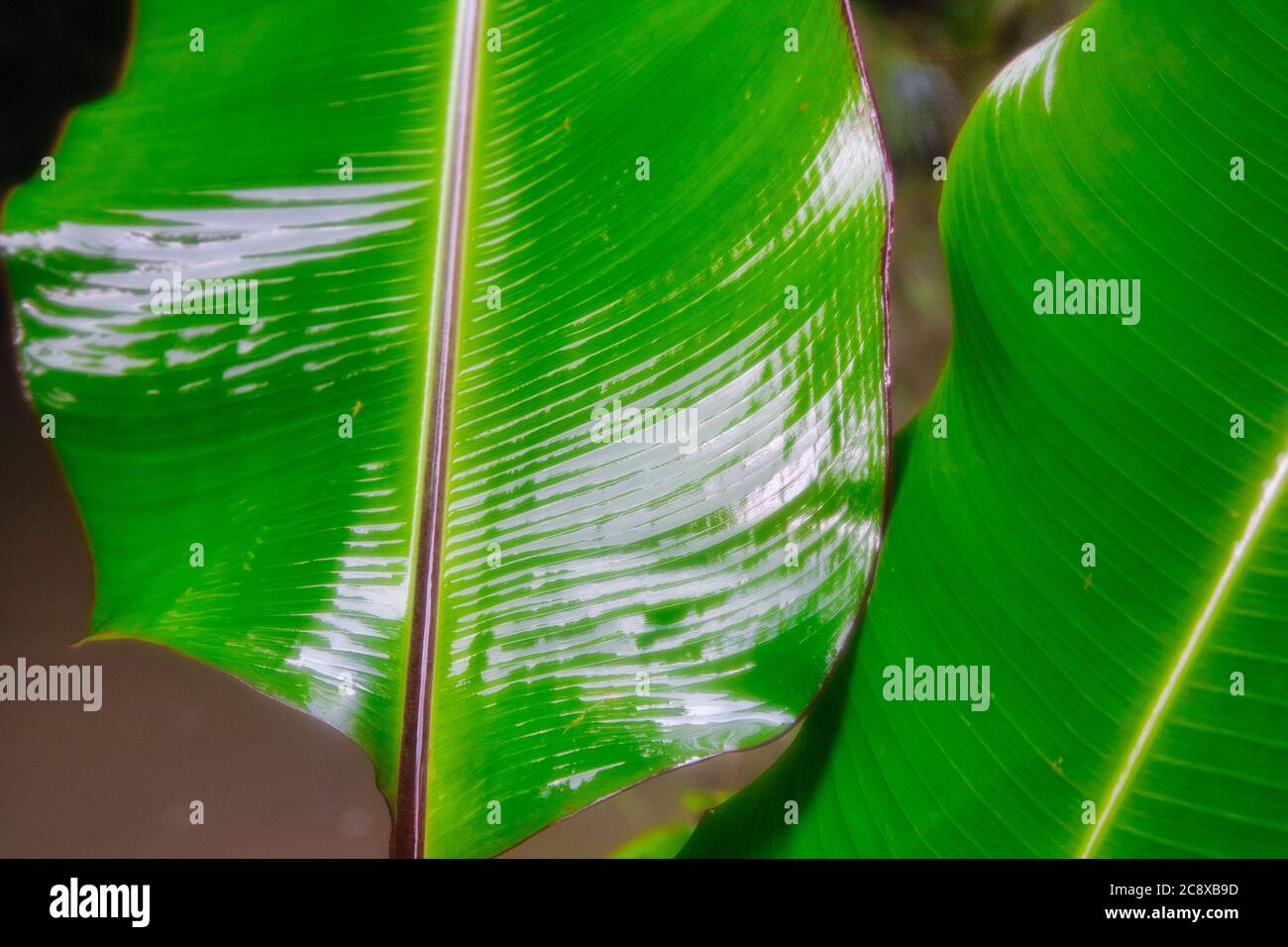 Primo piano di due grandi foglie di palma bagnate che tremano a causa della pioggia su di loro, in un giardino in Giamaica, i Caraibi Foto Stock