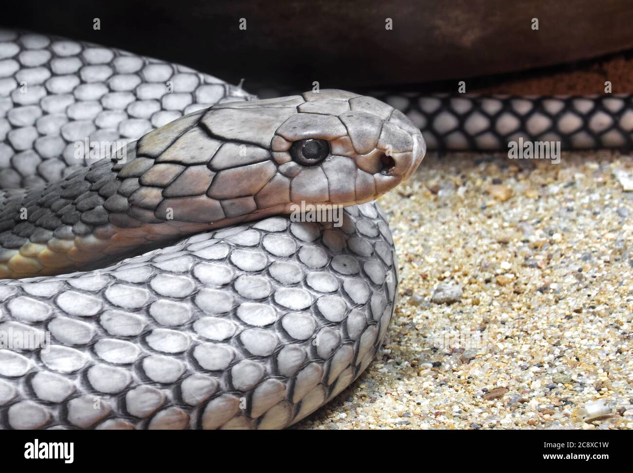 Closeup testa di re Cobra avvolto su sabbia Foto Stock
