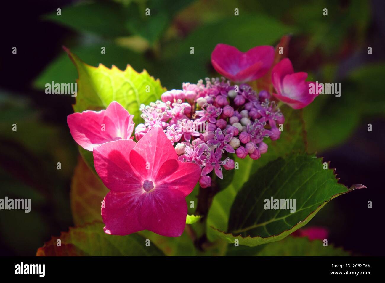 Berretto in pizzo rosa hydrangea in pizzo Foto Stock