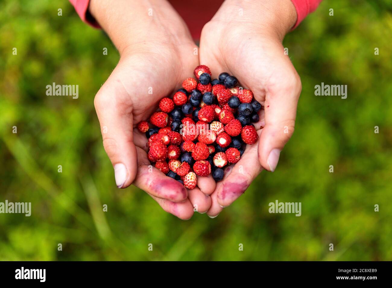 Primo piano di mani di bambini che tengono bacche selvatiche e mirtilli appena raccolti, mani sporche Foto Stock
