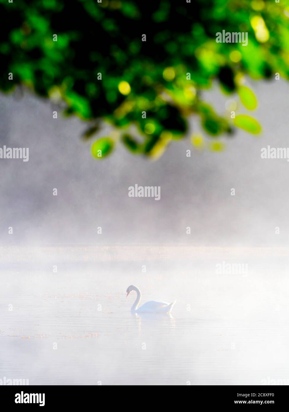 Solitario cigno in tempo di alba sul lago sotto le branze albero ramo vegetazione foglie Mrzla votica in Croazia Europa Foto Stock