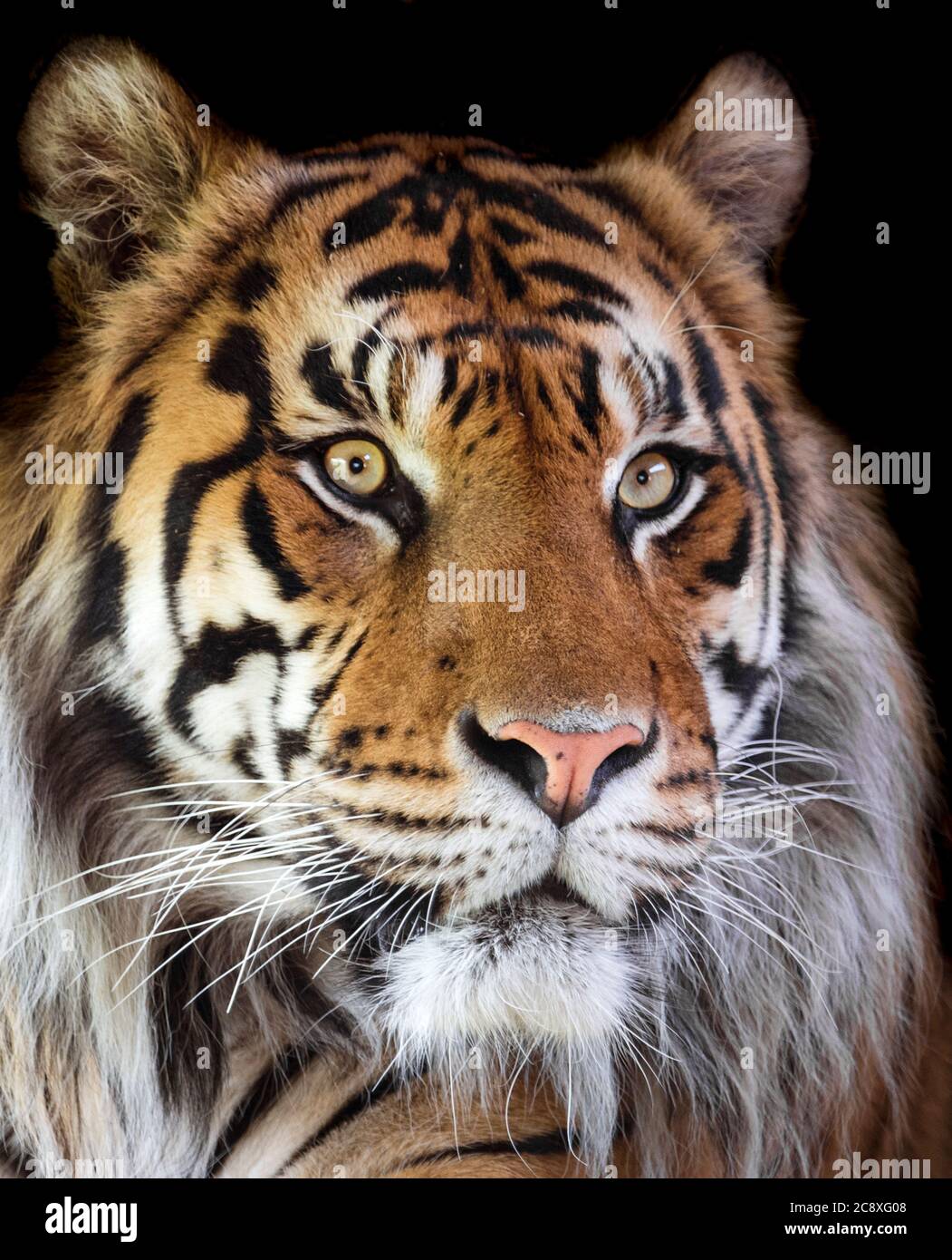 Tigre Sumatran maschile (primo piano) su sfondo scuro Foto Stock