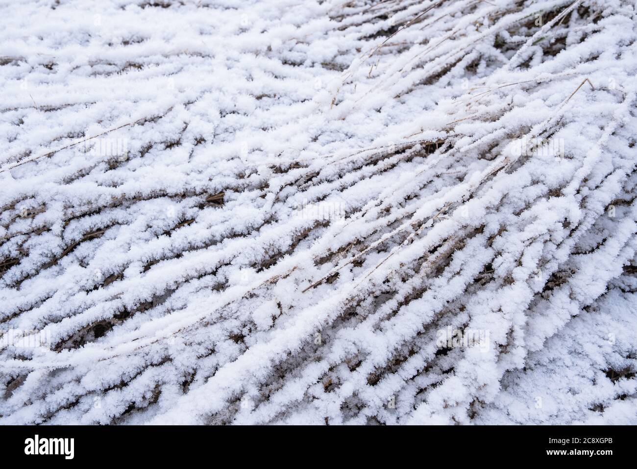 Consistenza di erba alta che giace sul terreno coperto di neve ghiacciata. Direzione diagonale Foto Stock