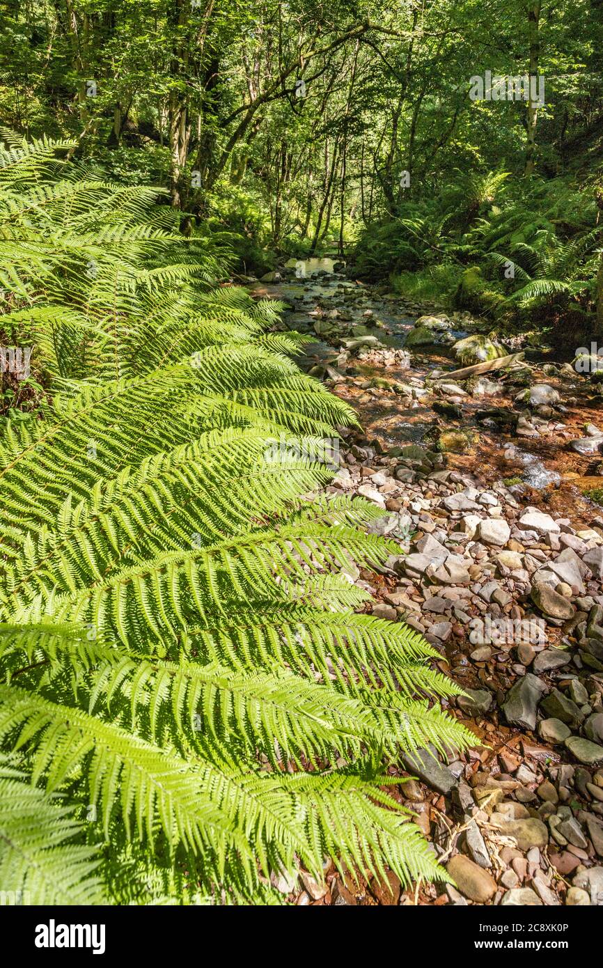 Felci accanto a un ruscello da un percorso naturale a Dunkery e Horner Wood National Nature Reserve a Horner Wood sul Parco Nazionale di Exmoor, Somerset UK Foto Stock