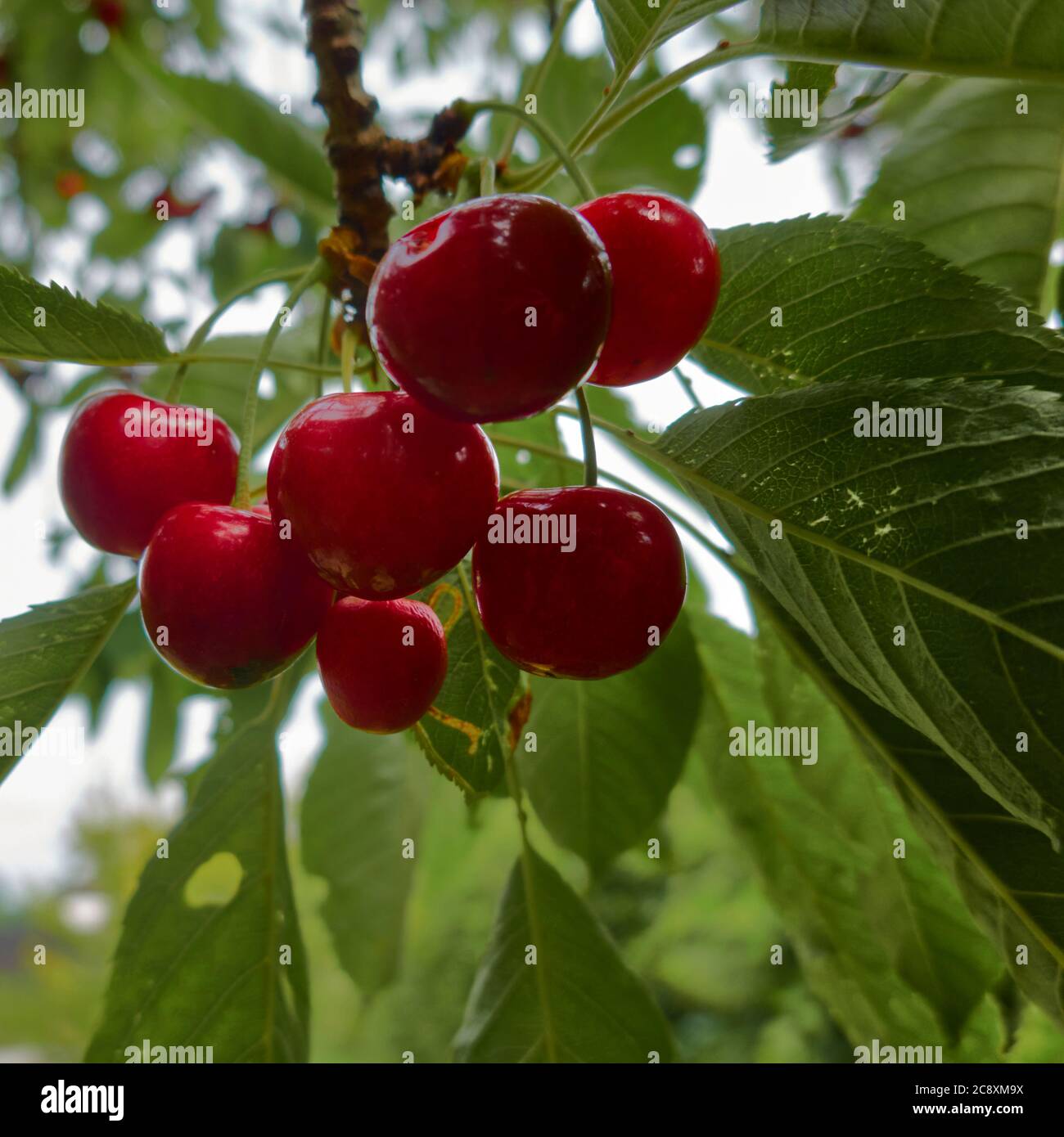 Le ciliegie mature pendono sull'albero tra foglie verdi Foto Stock