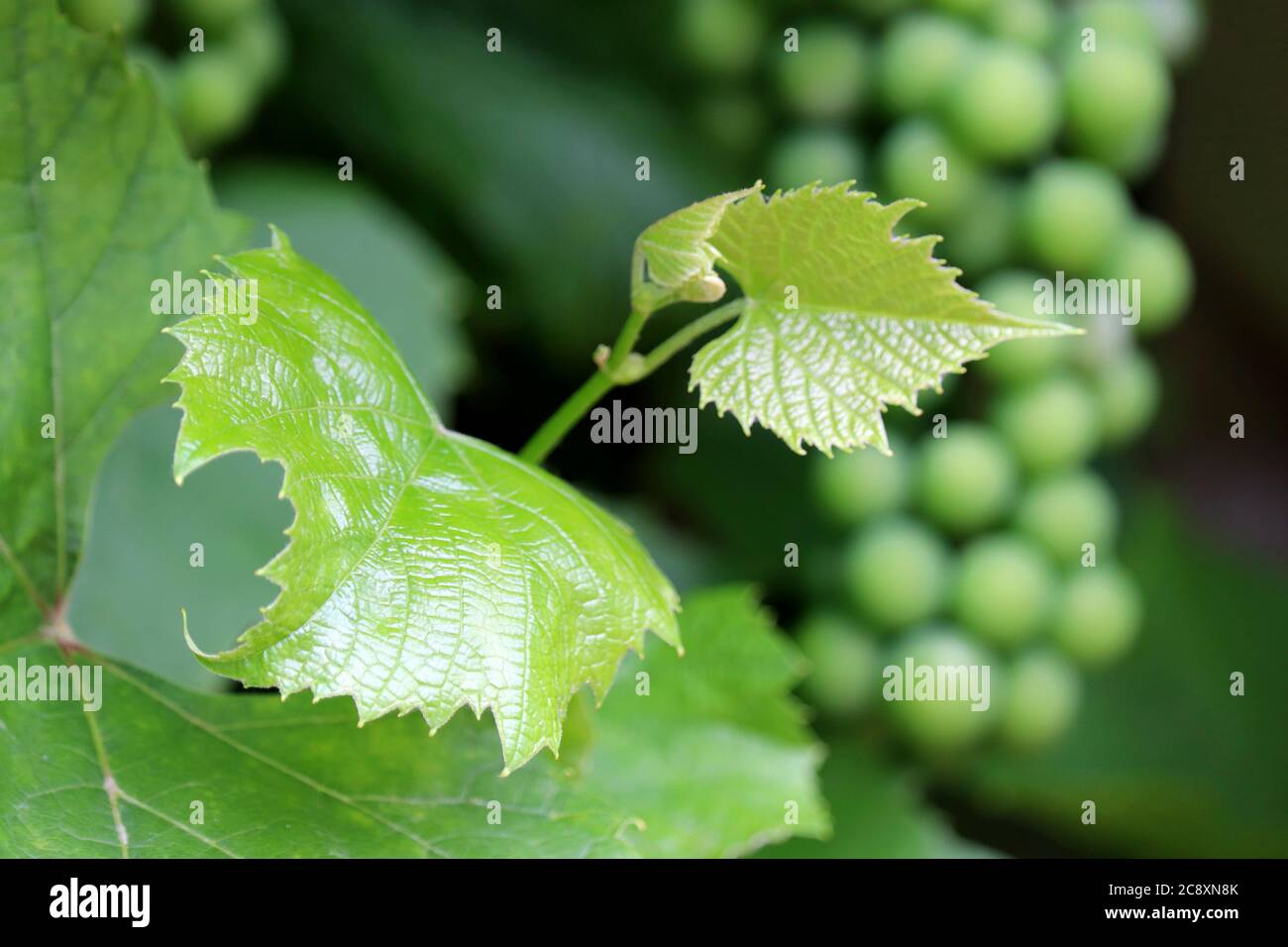 Vigneto in estate, foglie giovani sullo sfondo di mazzo di uva verde. Vite immatura, concetto di vinificazione Foto Stock