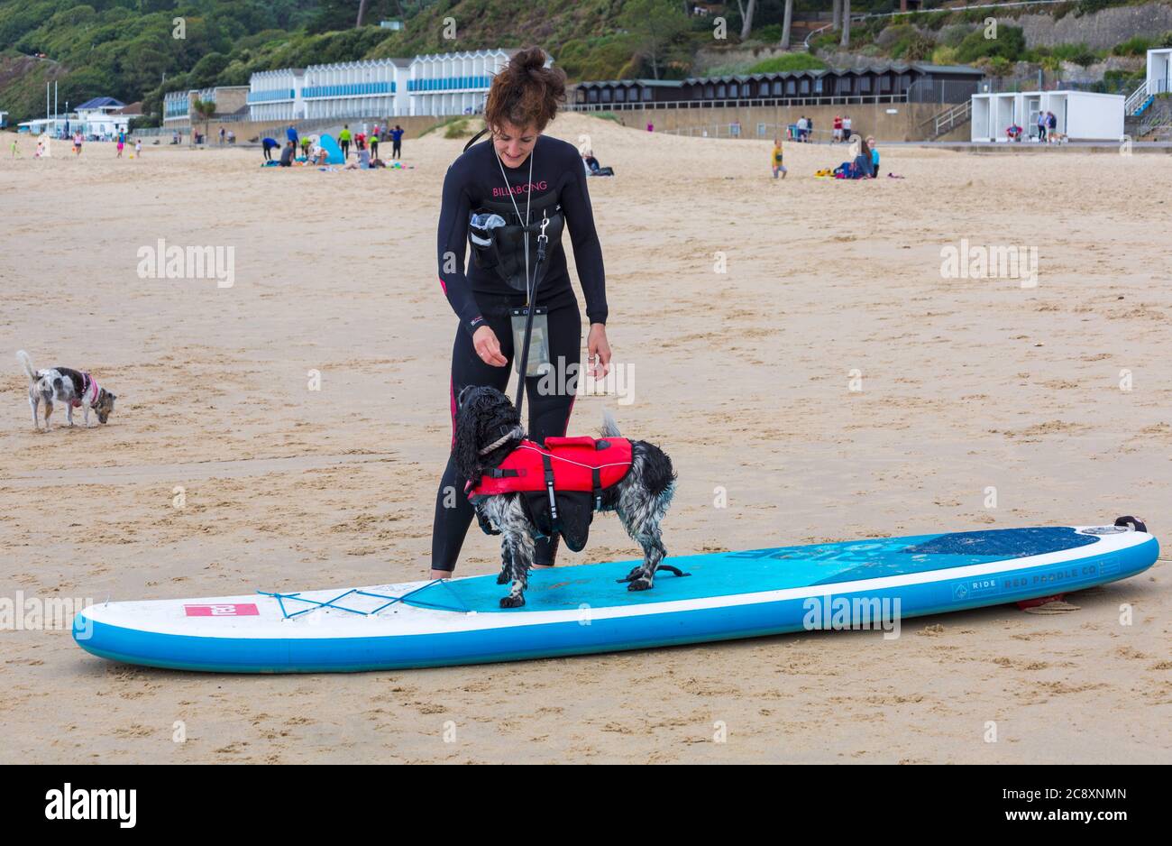 Addestramento del cane - cane di Cocker Spaniel in piedi sul paddleboard a Branksome Dene Chine Beach, Poole, Dorset, Regno Unito nel mese di luglio Foto Stock