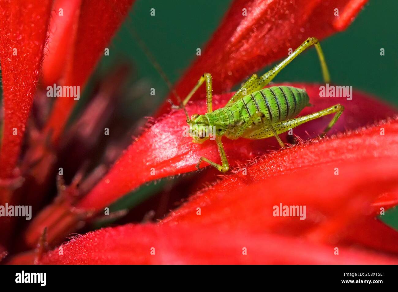 L'insetto di Katydid sul balsamo delle api da vicino Foto Stock