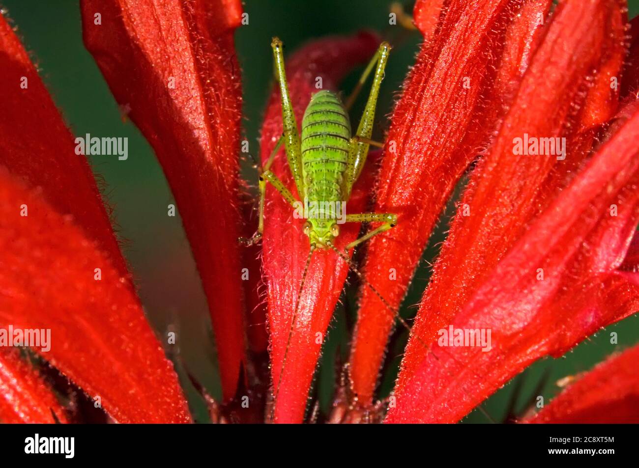 L'insetto di Katydid sul balsamo delle api da vicino Foto Stock