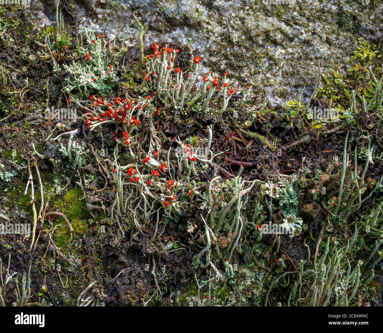Soldato britannico Lichens nome latino Cladonia Cristatella. Foto Stock