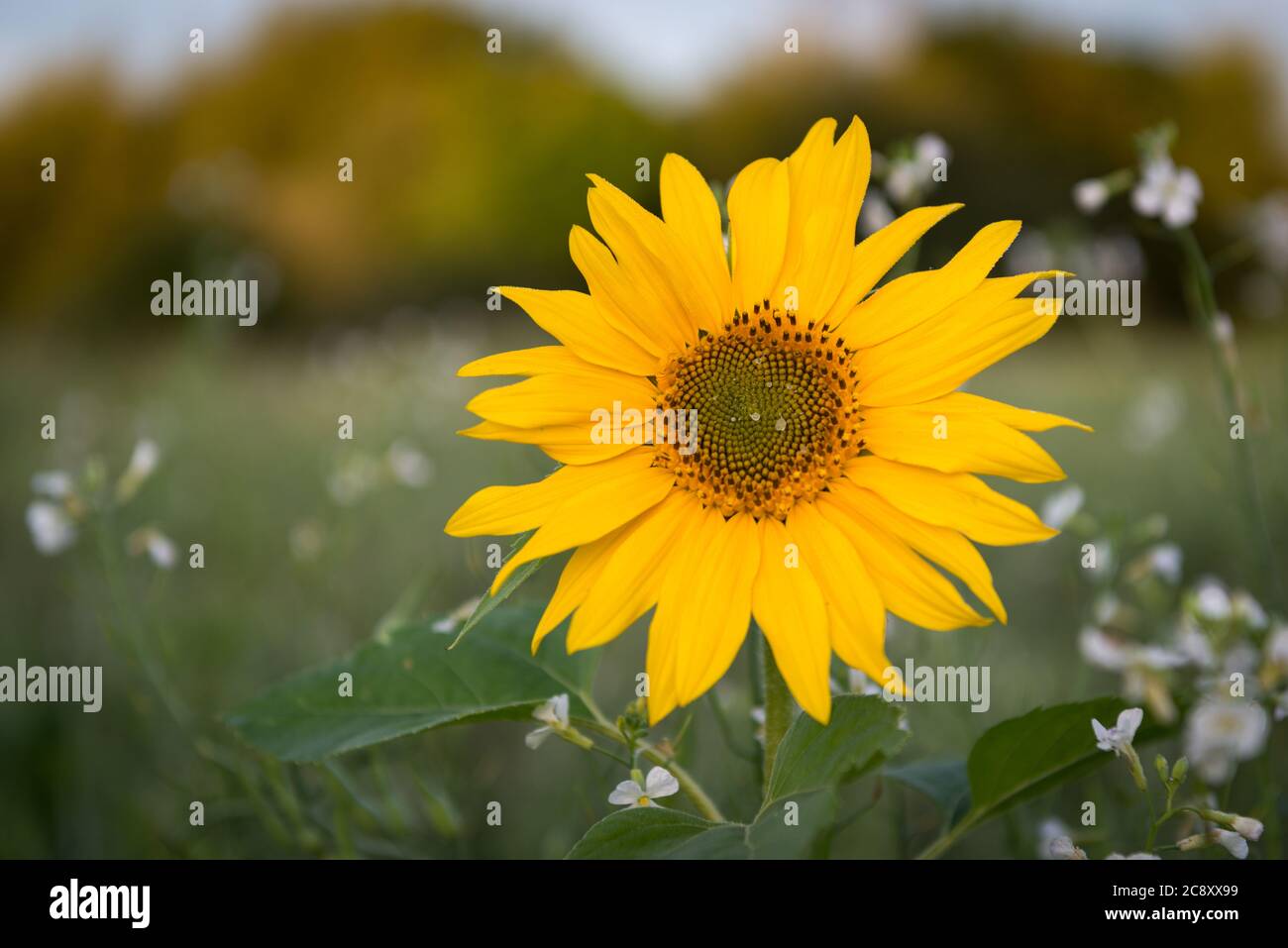 Girasoli in un campo nel Lee Valley Country Park, vicino a Cheshunt, Hertfordshire Foto Stock