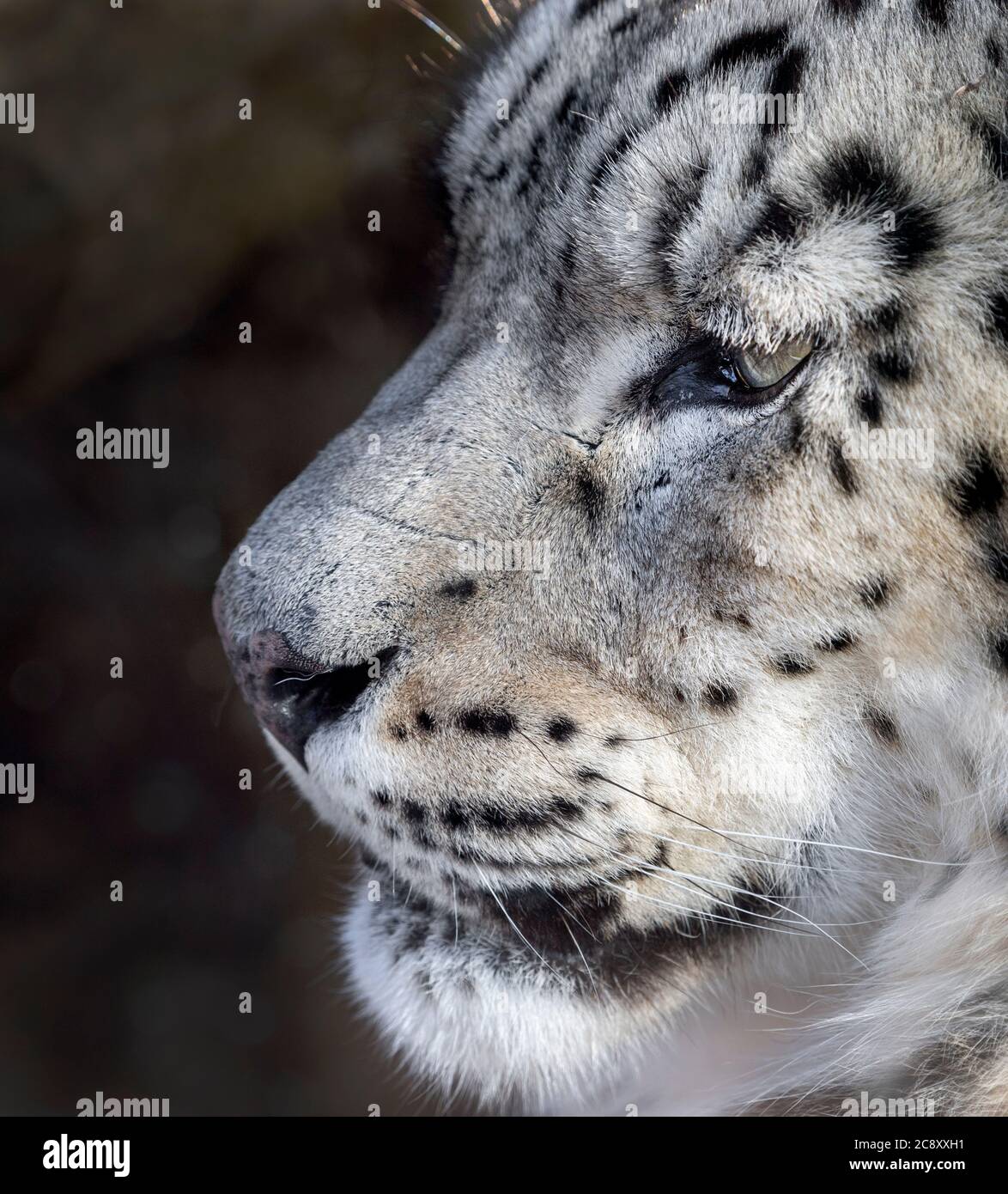leopardo neve femminile (profilo, primo piano) Foto Stock