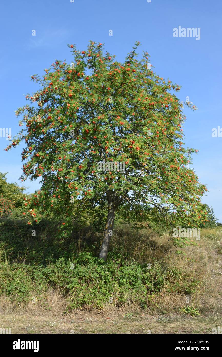 frutta rossa su un albero enorme Foto Stock