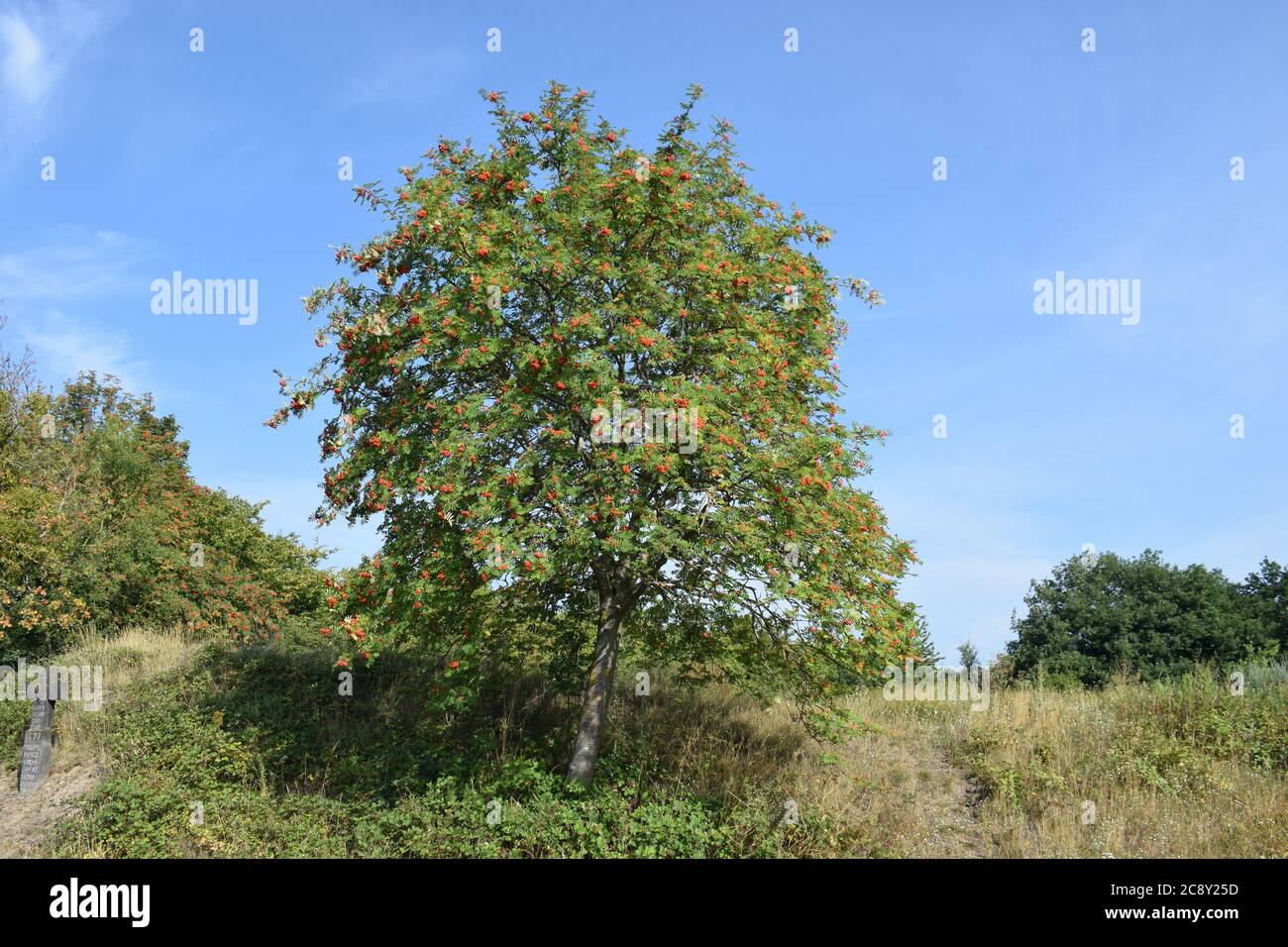 frutta rossa su un albero enorme Foto Stock