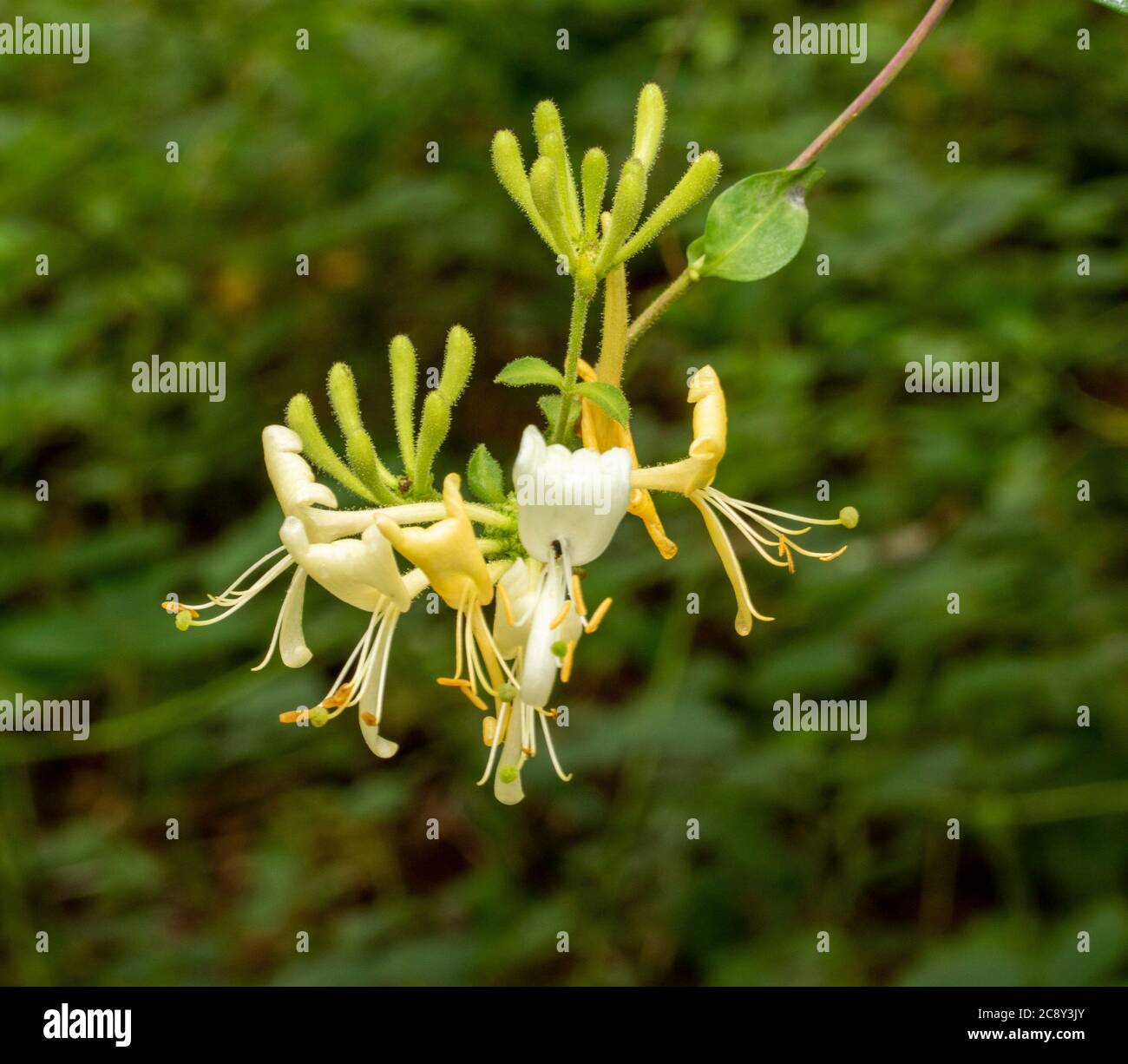 Fiori di favola in piena fioritura in un ambiente naturale boschivo, ritratto della natura Foto Stock