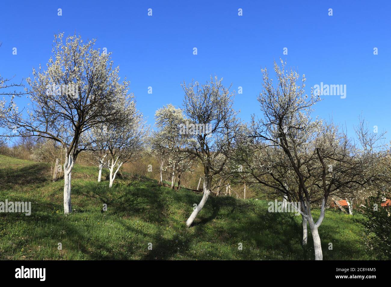 Alberi di prugne in primavera e un cielo blu chiaro sullo sfondo Foto Stock