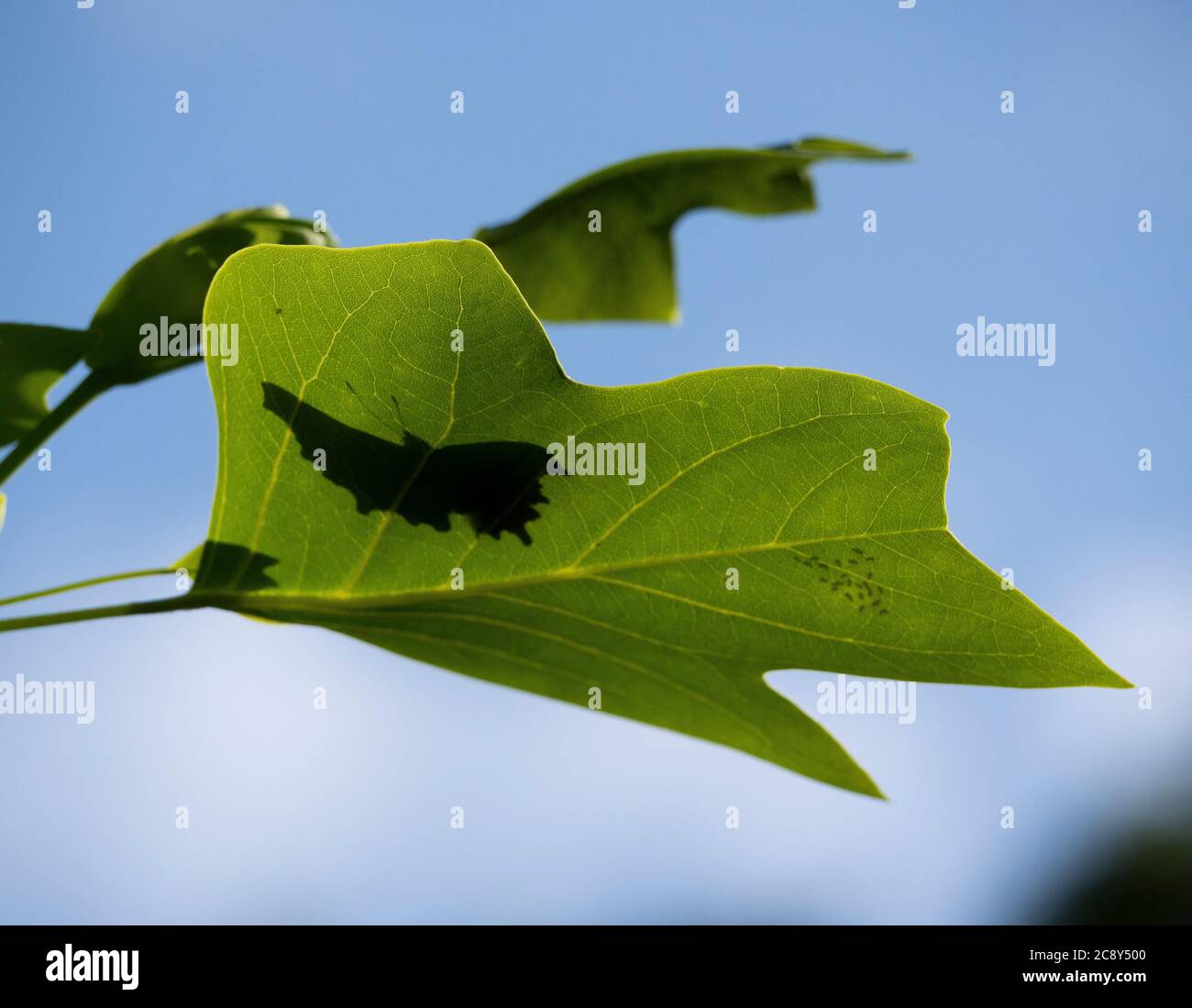 Silhouette di farfalla riposante su foglia di raro Tulip Tree. Foto Stock