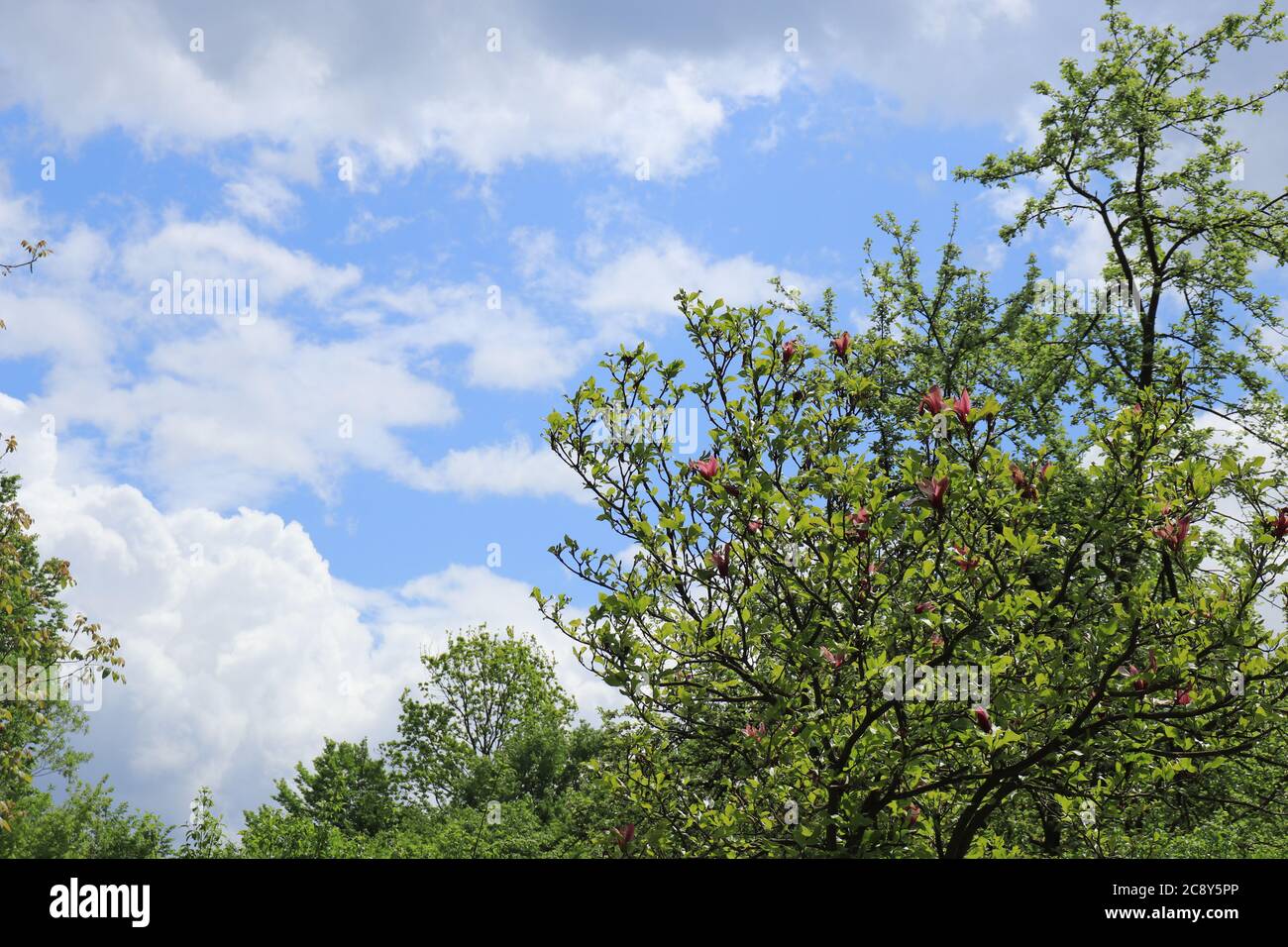 Tree Tops contro un cielo blu con nuvole Foto Stock