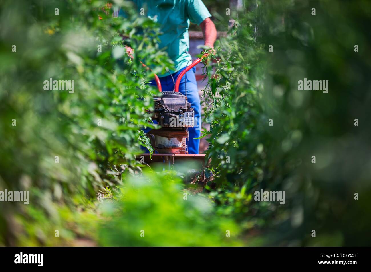 Coltivatore che lavora con macchina di erbaccia agricola intorno piante vegetali. Orticoltura. Foto Stock