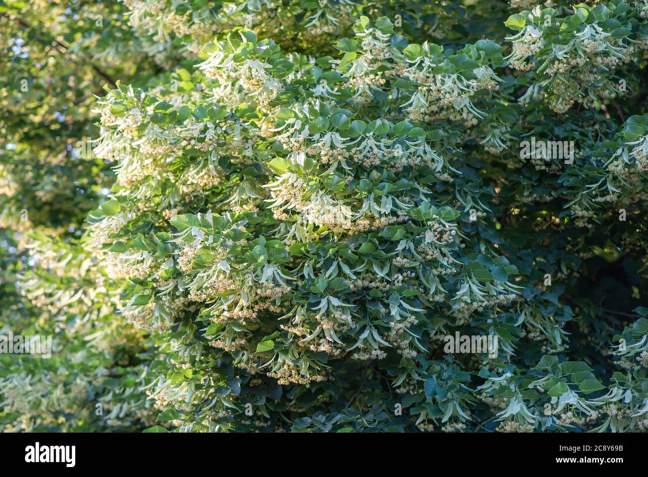 Fioritura branchi tiglio albero all'aperto in una giornata di sole. Le proprietà curative del tè del fiore di linden. Tiglio piccolo-lievitato Tilia. Foto Stock