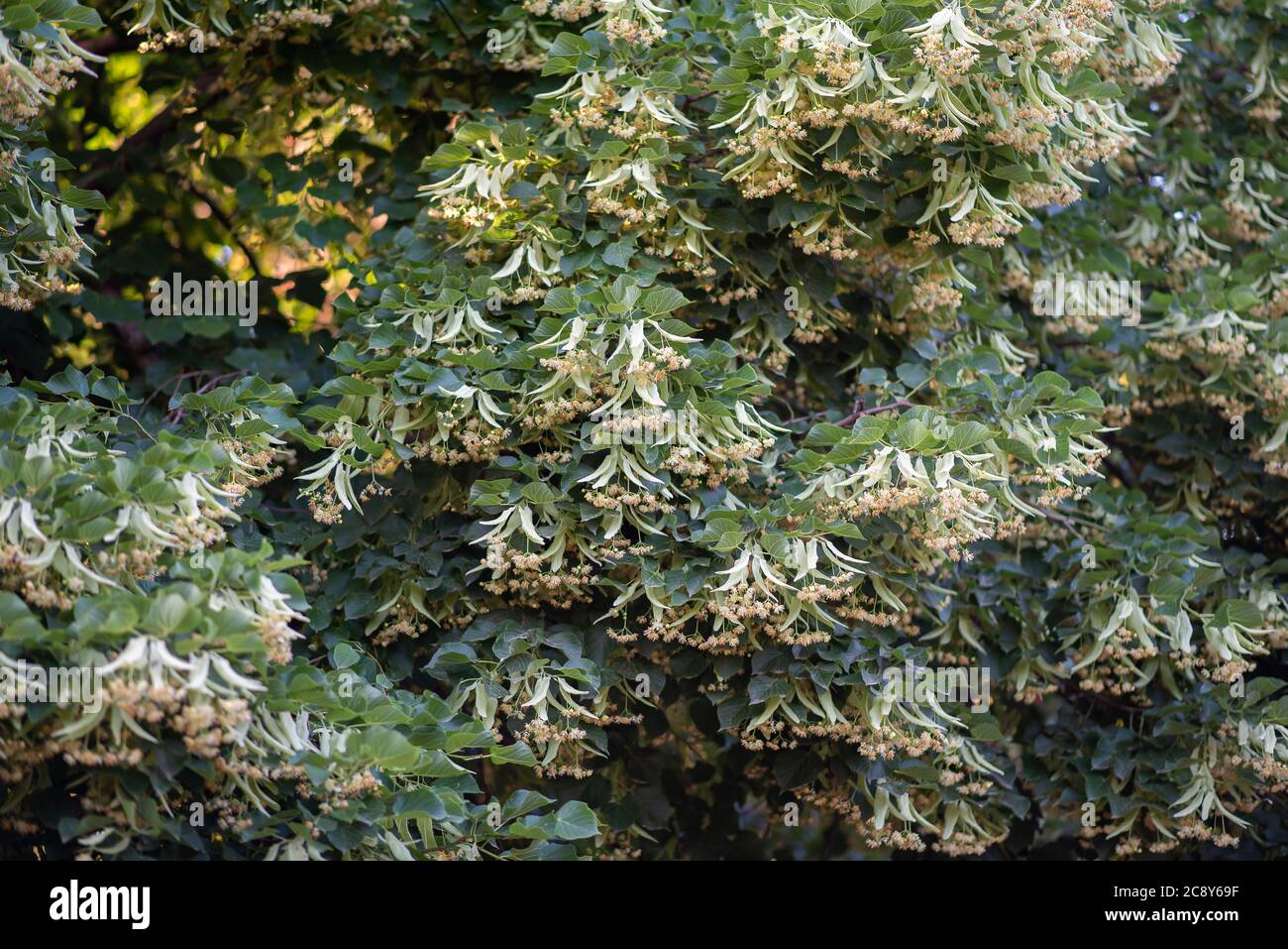 Fioritura branchi tiglio albero all'aperto in una giornata di sole. Le proprietà curative del tè del fiore di linden. Tiglio piccolo-lievitato Tilia. Foto Stock