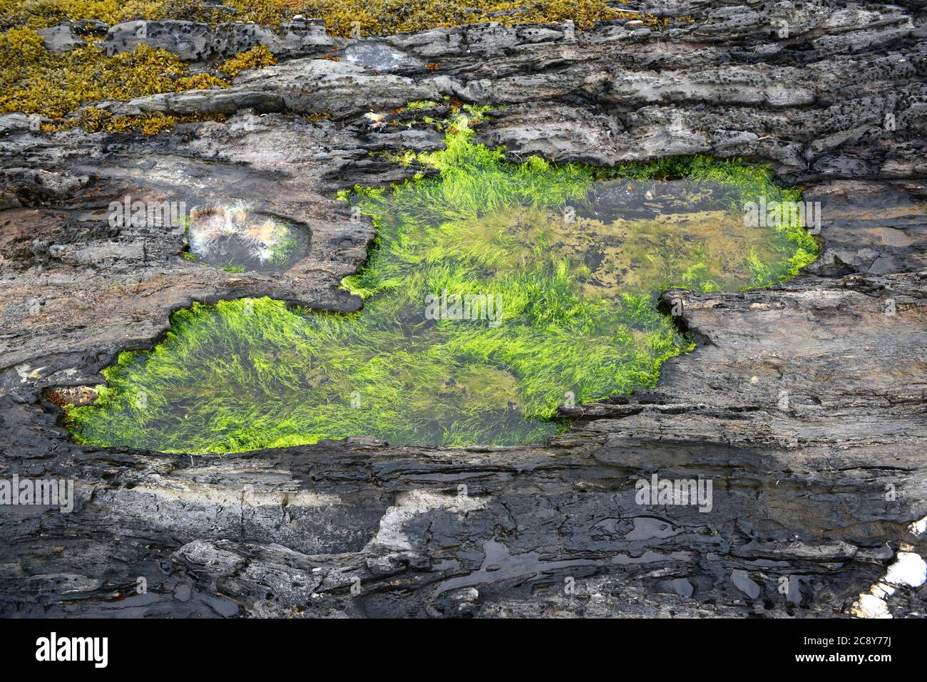 Isola di Barnes. Harpswell Neck, Maine. Casco Bay. Piscina con marea. Le alghe verdi sono Enteromorfa. Foto Stock