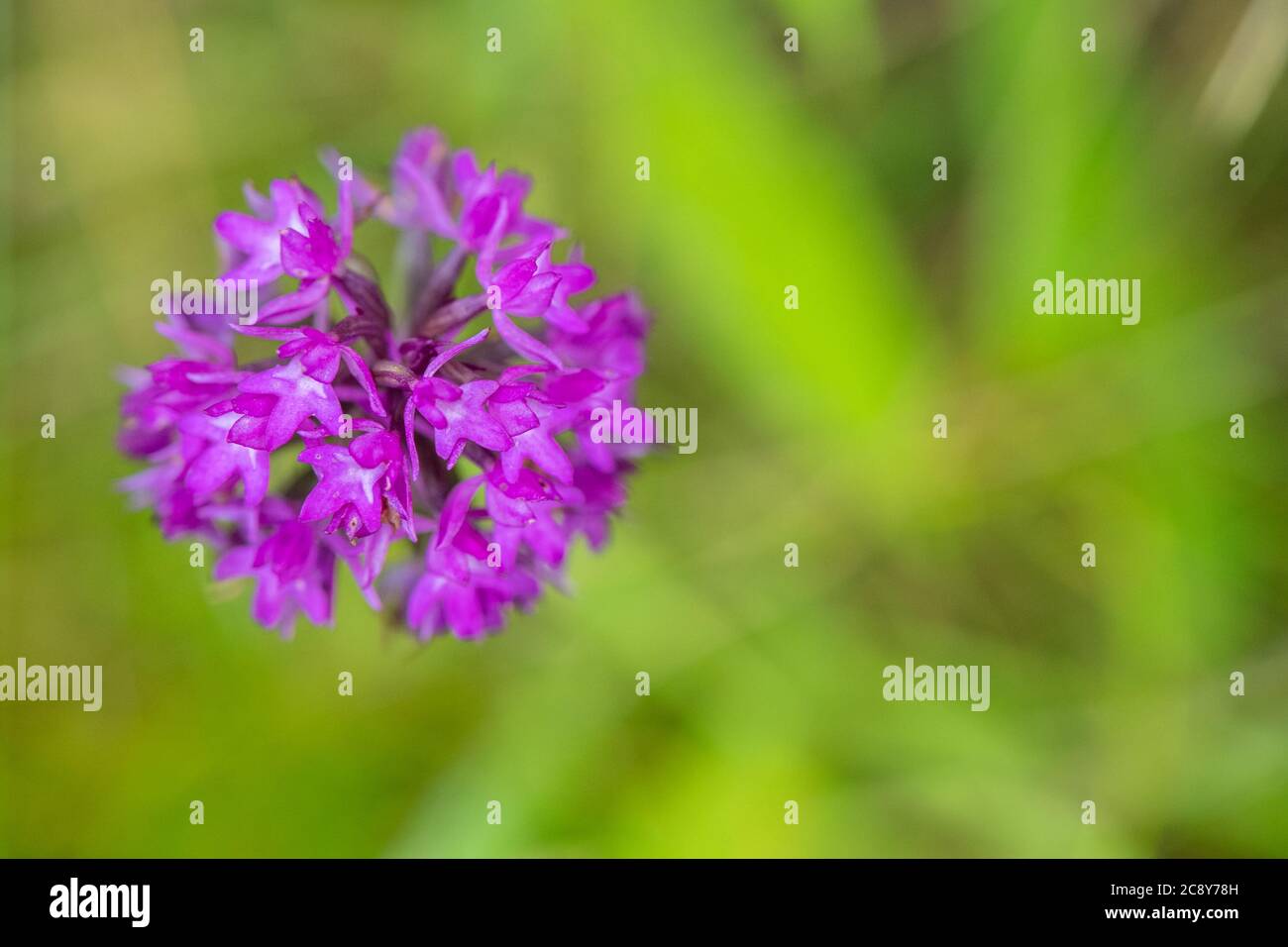 Primo piano dell'orchidea piramidale, Anacamptis piramidalis. Foto Stock