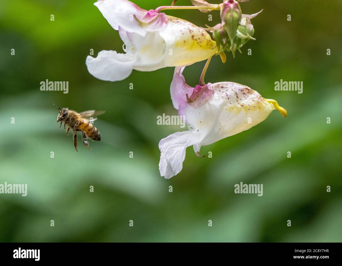 Primo piano del balsamo himalayano piante invasive non native alle isole britanniche impollinate da un'ape di miele. Foto Stock