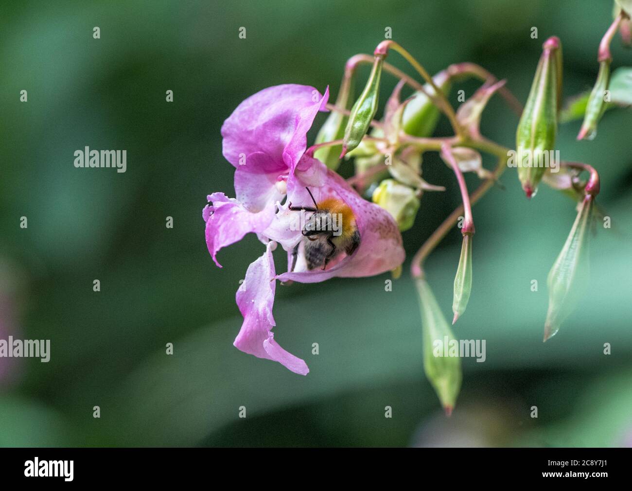 Primo piano del balsamo himalayano piante invasive non native alle isole britanniche impollinate da un'ape di bumble. Foto Stock