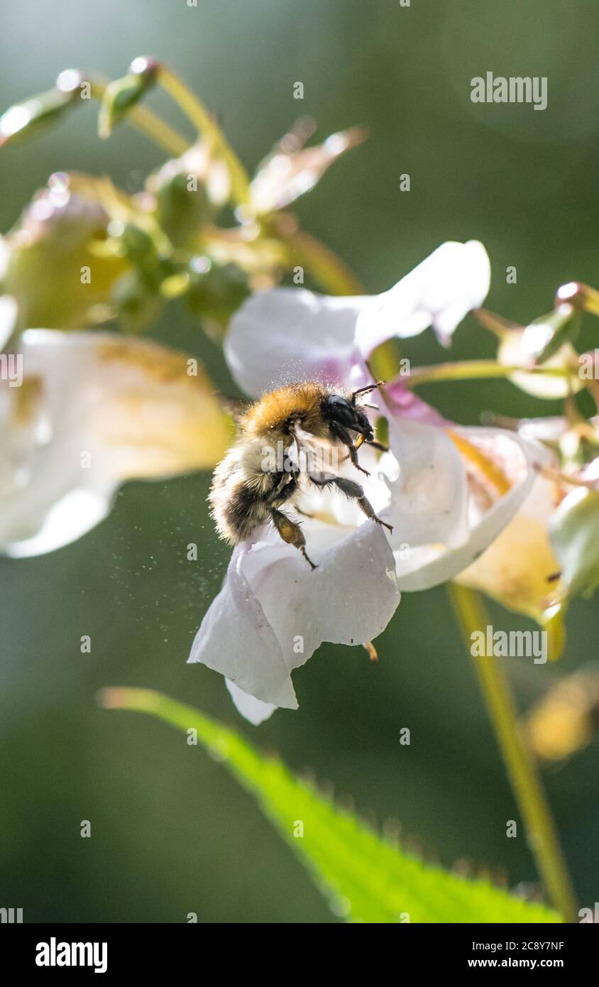 Primo piano del balsamo himalayano piante invasive non native alle isole britanniche impollinate da un'ape di bumble. Foto Stock