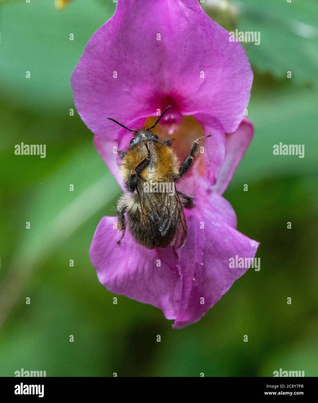 Primo piano del balsamo himalayano piante invasive non native alle isole britanniche impollinate da un'ape di bumble. Foto Stock