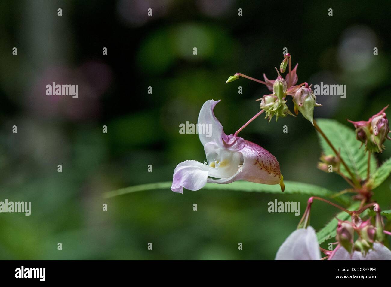 Primo piano del balsamo himalayano, piante invasive non native delle isole britanniche. Foto Stock